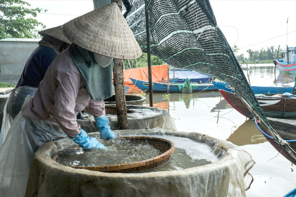 Đãi hến lấy thịt tươi ngon
