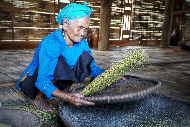 Bà Thung sàn lúa nếp để làm cốm nếp Quảng Ngãi