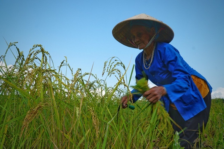 Bà Phạm Thị Thung gặt lúa nếp vụ Đông Xuân. Ảnh: Phạm Linh.