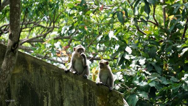 Sở Rẫy Côn Đảo với những chú khỉ tinh nghịch