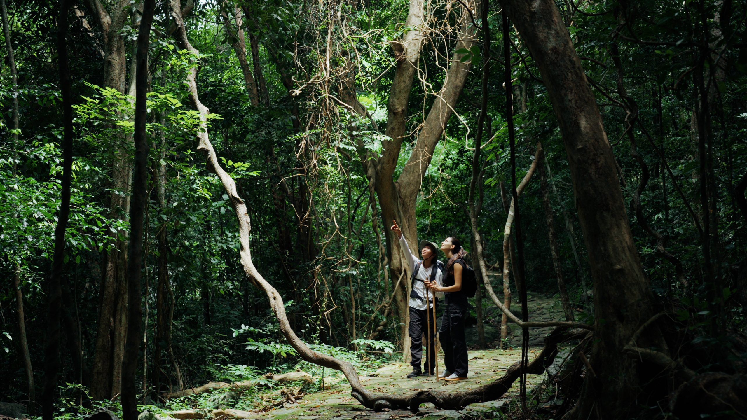 Trekking rừng nguyên sinh tại Côn Đảo nghỉ dưỡng