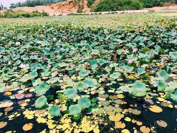 Đầm sen trên đường vào An Sơn Miếu Côn Đảo