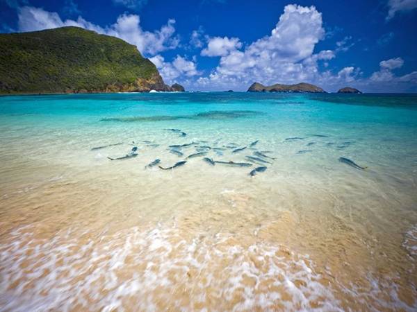 Đảo Lord Howe, nằm cách Sydney, Australia gần 600 km về phía Đông Bắc, có hệ động vật biển phong phú nhờ vị trí biệt lập của mình. Đảo còn có nhiều núi, thung lũng, vùng trũng và vách đá cạnh biển cho du khách khám phá.
