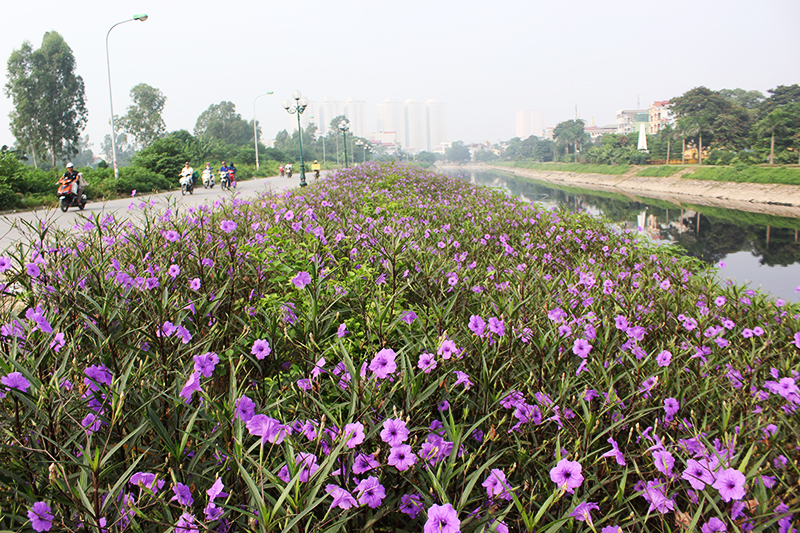 Con đường hoa chiều tím được đoàn thanh niên thôn Tràng chăm sóc