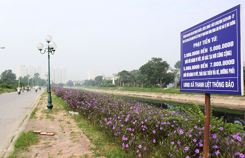 Hoa chiều tím nở quanh năm tạo cảnh quan đô thị