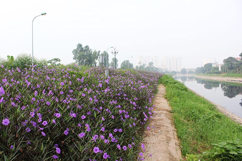 Con đường hoa chiều tím dài khoảng 1km ven bờ sông Tô Lịch do đoàn thanh niên xã Thanh Liệt (huyện Thanh Trì, Hà Nội) trồng cách đây 3 tháng.