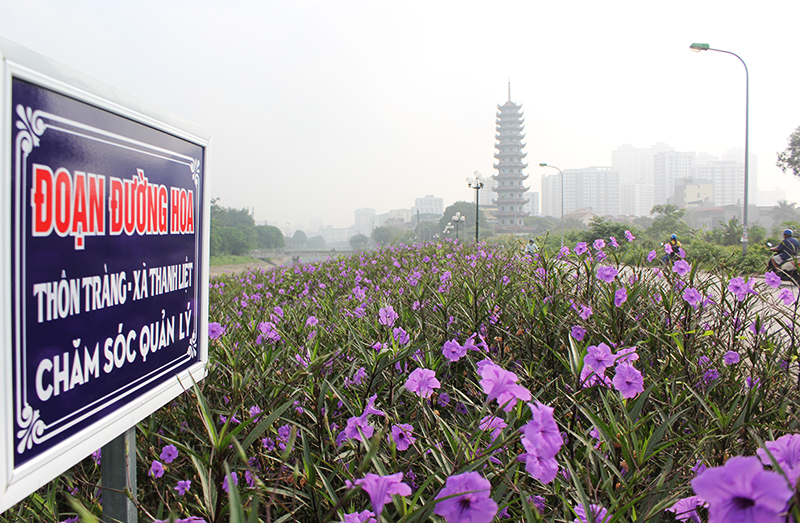 Loài hoa chiều tím bán trên thị trường với giá từ 10.000 đến 12.000 đồng/khóm.