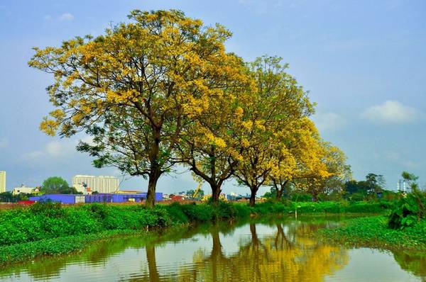 Con đường hoa điệp vàng rực rỡ tại làng Đa Sỹ, Hà Đông thu hút du khách chụp ảnh