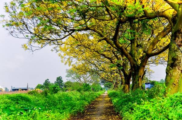 Hoa điệp vàng mỏng manh bay nhẹ trong gió hè ngoại ô Hà Nội