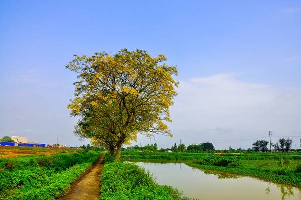 Hàng cây điệp vàng rực rỡ bên ruộng lúa xanh ngát ở ngoại ô Hà Nội