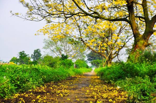 Cánh hoa điệp vàng rơi rụng dệt nên thảm hoa lãng mạn dưới chân