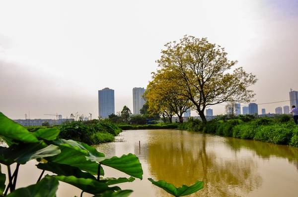 Đầu tháng 5 thời tiết dịu mát thích hợp dạo chơi con đường hoa điệp vàng