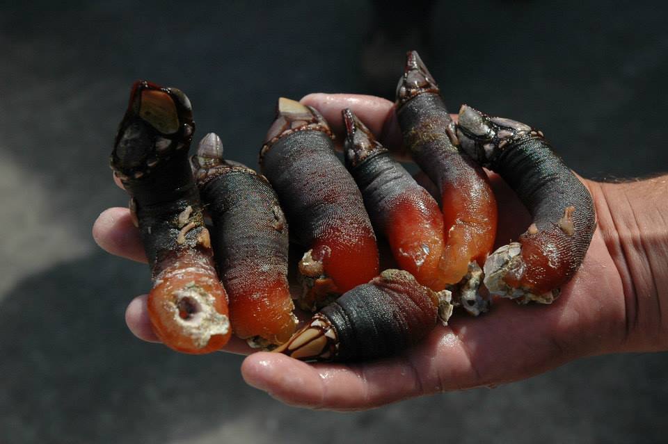 Hà ngỗng Tây Ban Nha khai thác từ biển