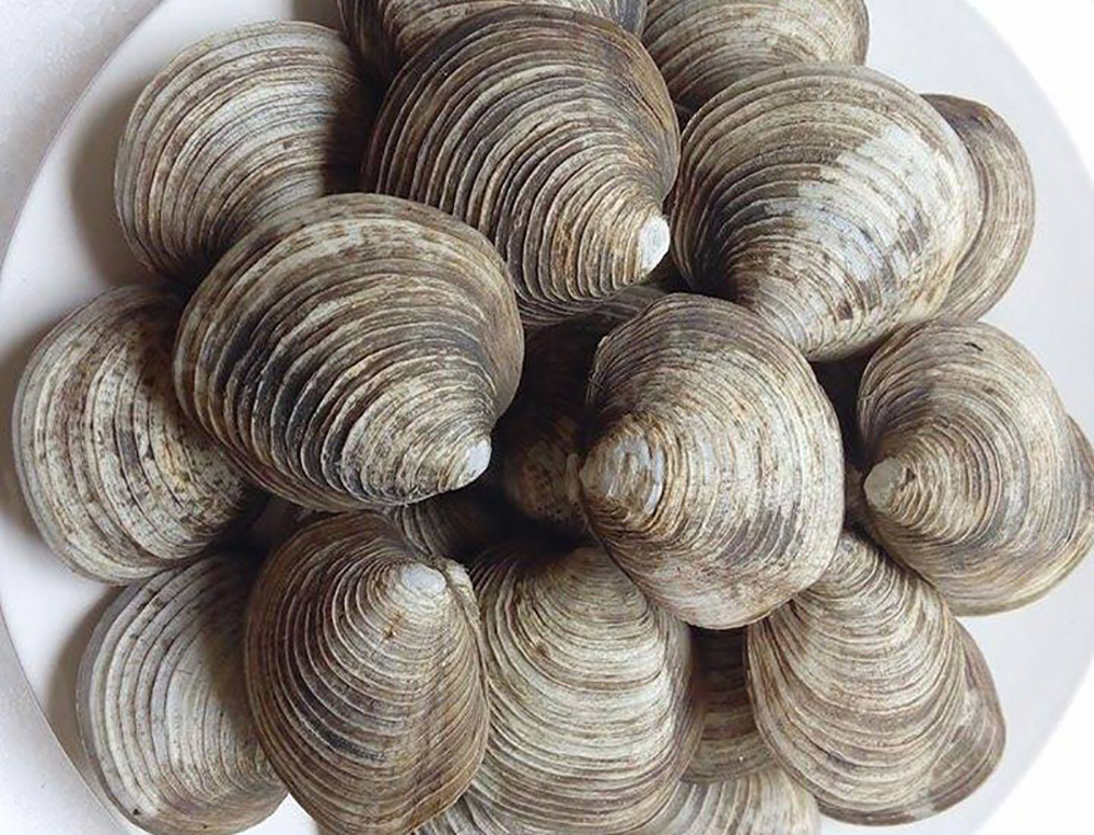 Con ngán Quảng Ninh ngày càng hiếm và đắt đỏ