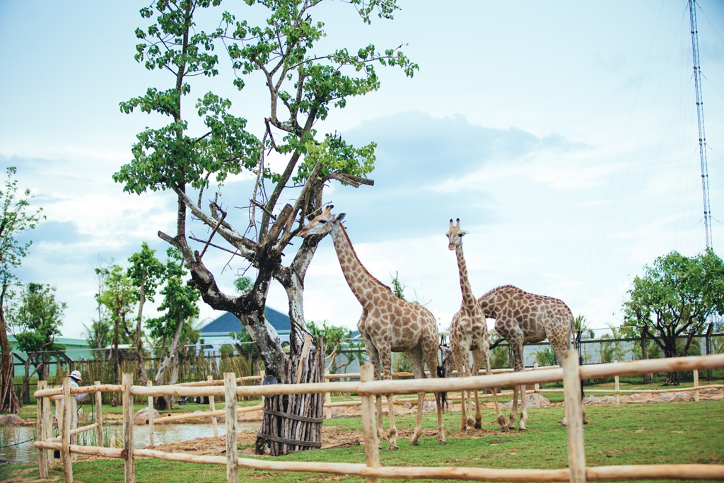 Rời “vương quốc” thuỷ cầm, hành trình tiếp tục đưa bạn đến với vùng “savan châu Phi” rộng bạt ngàn với các cô hươu cao cổ. Đừng thắc mắc nếu chiếc lưỡi của loài vật này có màu đen. Vì thường lè lưỡi khi trời nắng nên lưỡi đen giúp hươu cao cổ không bị cháy nắng.
