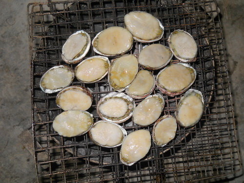 Bào ngư tươi ngon tại du lịch Cù Lao Chàm
