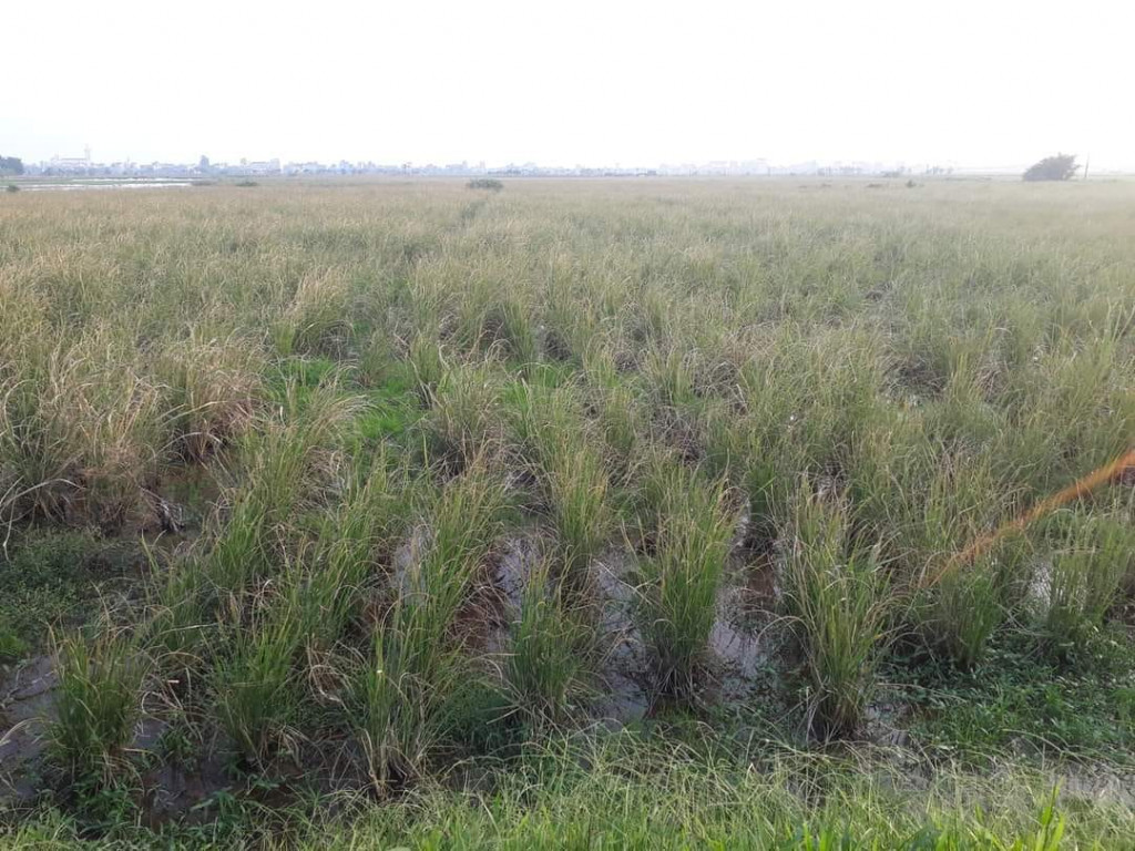 Cánh đồng củ niễng đặc sản miền Bắc. Ảnh: Fb Yen Tran.