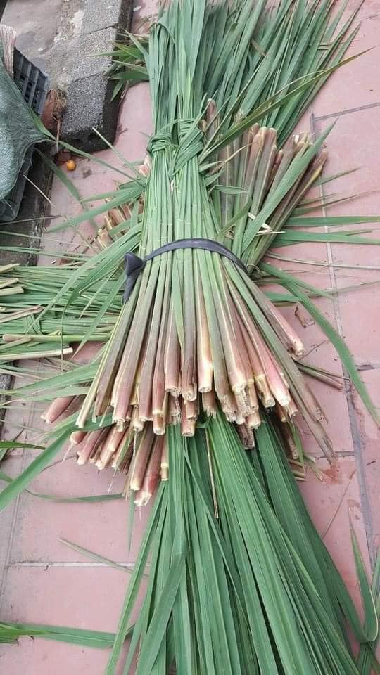 Niễng thu hoạch thành từng bó tại vùng trồng củ niễng đặc sản. Ảnh: Fb Yen Tran.