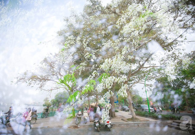 Hoa sưa nở trắng muốt tháng 3 Hà Nội