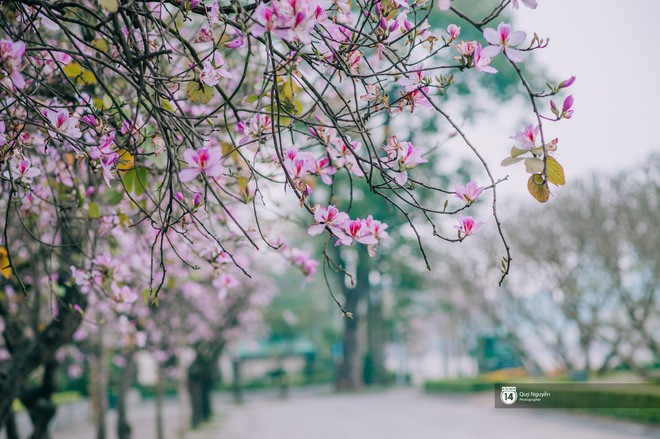 Hoa ban tím nhạt nở rộ tháng 3 Hà Nội