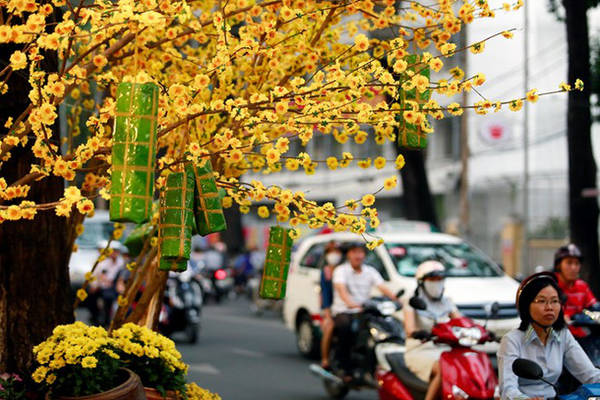 Hoa mai vàng rực rỡ trên phố Sài Gòn