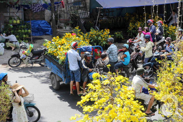 Chợ hoa mai 23/9 nhộn nhịp cận Tết
