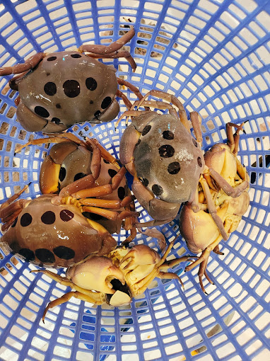 Cua mặt trăng.