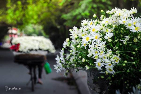 Mùa cúc họa mi Hà Nội nở rộ trên phố
