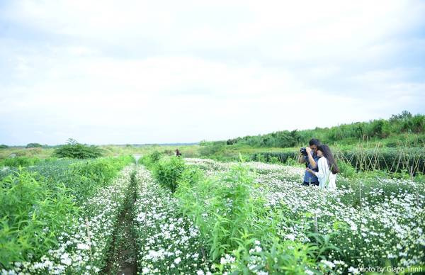 Cúc họa mi Hà Nội nở rộ dưới ánh nắng