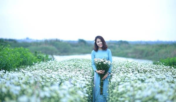 Mùa cúc họa mi Hà Nội cuối năm