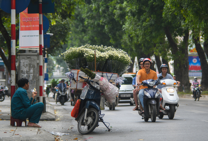 Xe hoa cúc họa mi Hà Nội trên phố Giảng Võ