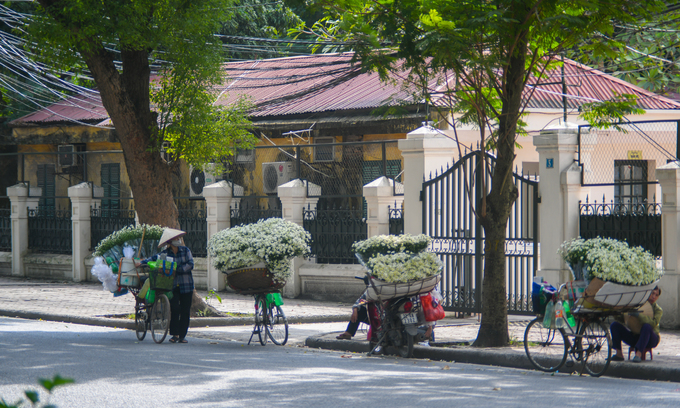 Xe hoa cúc họa mi Hà Nội quanh Thụy Khuê