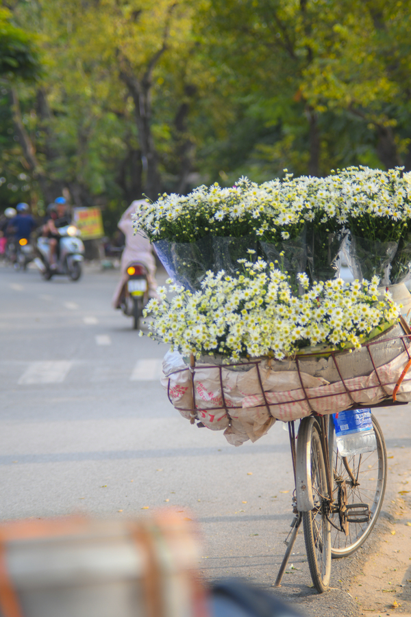 Cúc họa mi được mùa, khách nườm nượp tới vườn chụp ảnh tại Hà Nội
