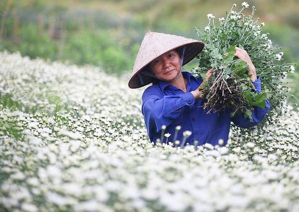 Ruộng cúc họa mi Hà Nội được mở rộng để phục vụ du khách