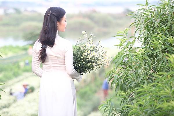 Thảm cúc họa mi Hà Nội trải dài tạo không gian thư giãn