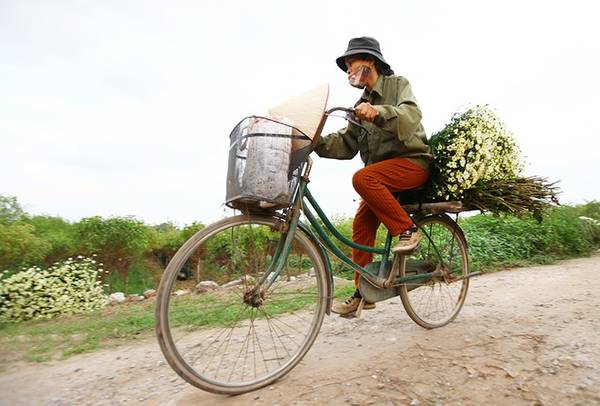 Địa chỉ ngắm cúc họa mi Hà Nội tại ngõ 374 Âu Cơ