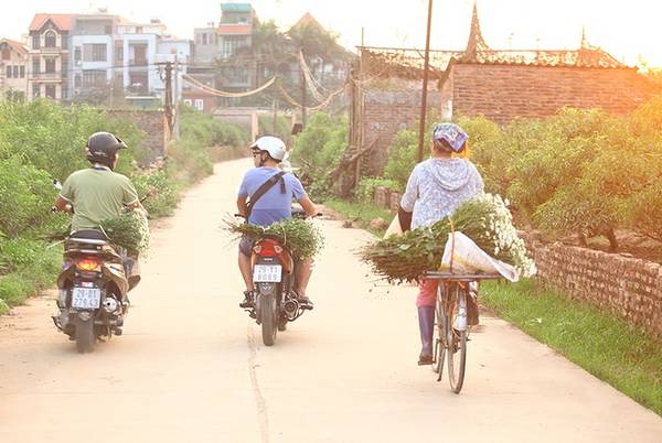 Thu nhập từ cúc họa mi Hà Nội dịp cuối năm