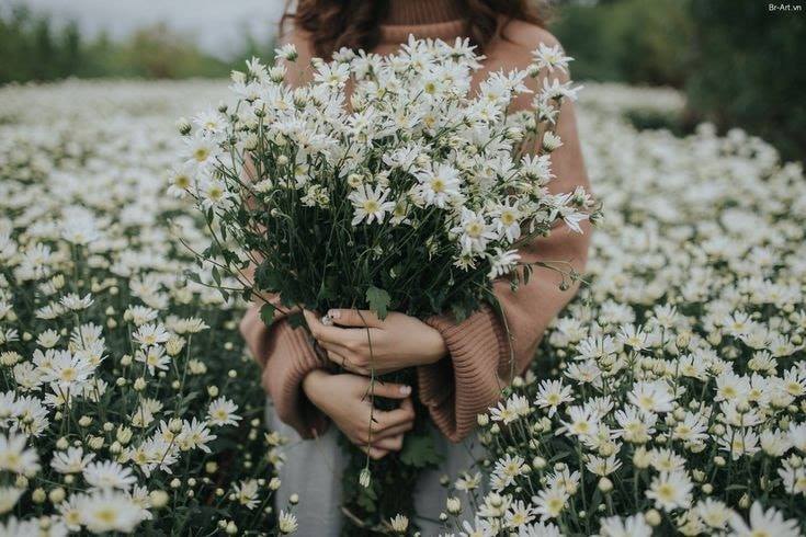 Vườn hoa cúc họa mi Hà Nội