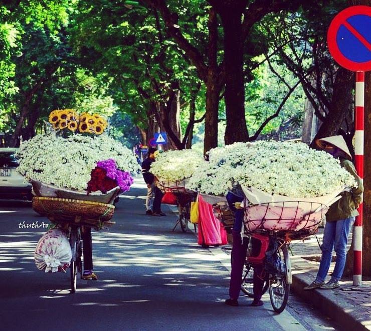 Hoa cúc họa mi Hà Nội trên phố