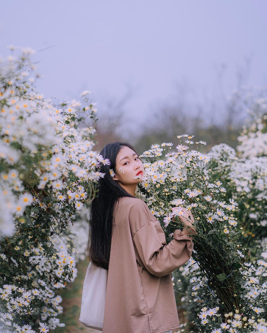 Có hẹn mùa cúc họa mi cuối năm