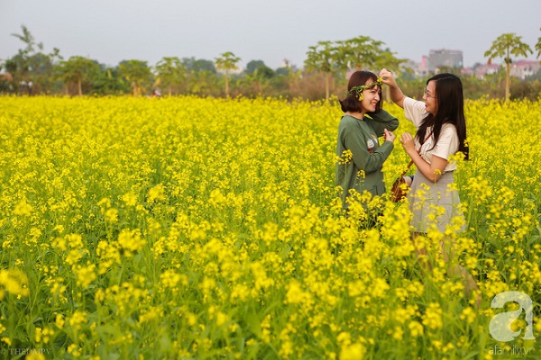 cuc-hoa-mi-vua-tan-ha-noi-da-kip-vao-vu-hoa-cai-vang-dep-me-man-ivivu-12 cuc-hoa-mi-vua-tan-ha-noi-da-kip-vao-vu-hoa-cai-vang-dep-me-man-ivivu-12