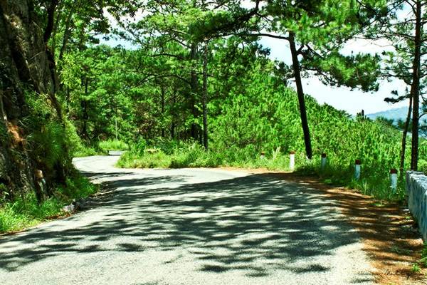 Cảnh sắc rừng thông tuyệt đẹp trên đèo D’Ran Lâm Đồng
