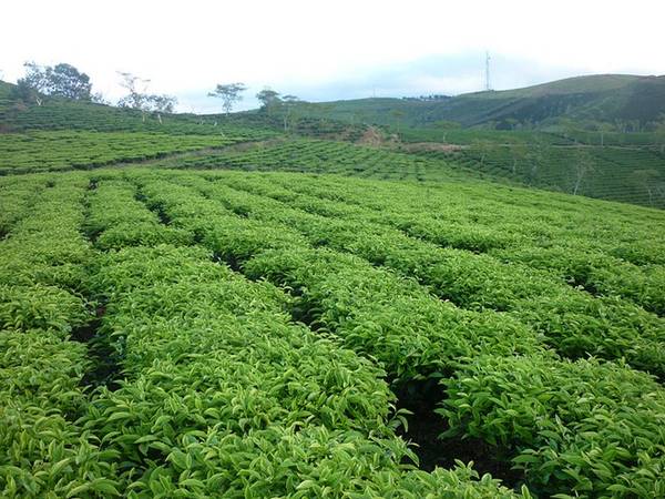 Ghé thăm đồi chè Cầu Đất khi đi qua đèo D’Ran