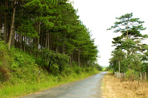 Hành trình thả đèo D’Ran hướng về Trại Mát Đà Lạt mộng mơ