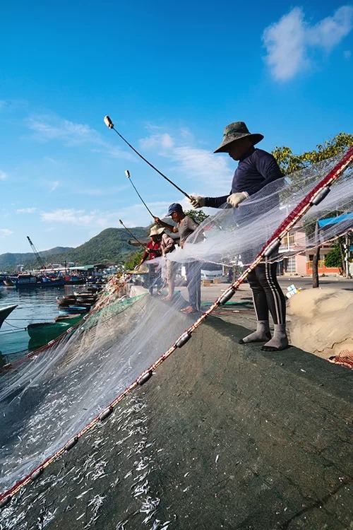 Ngư dân đập lưới giũ cá cơm tại cảng cá Hòn Rớ Nha Trang đầy năng lượng