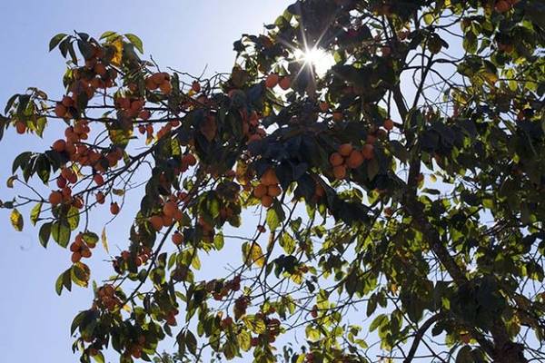 Những cành hồng trĩu trái trong nắng đầu đông - Ảnh: Trân Duy