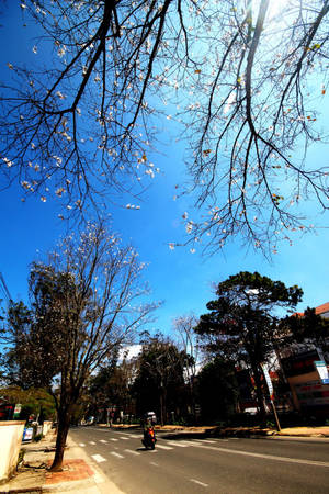 da-lat-hoa-ban-trang-bung-no-giua-troi-xuan-ivivu-3 da-lat-hoa-ban-trang-bung-no-giua-troi-xuan-ivivu-3