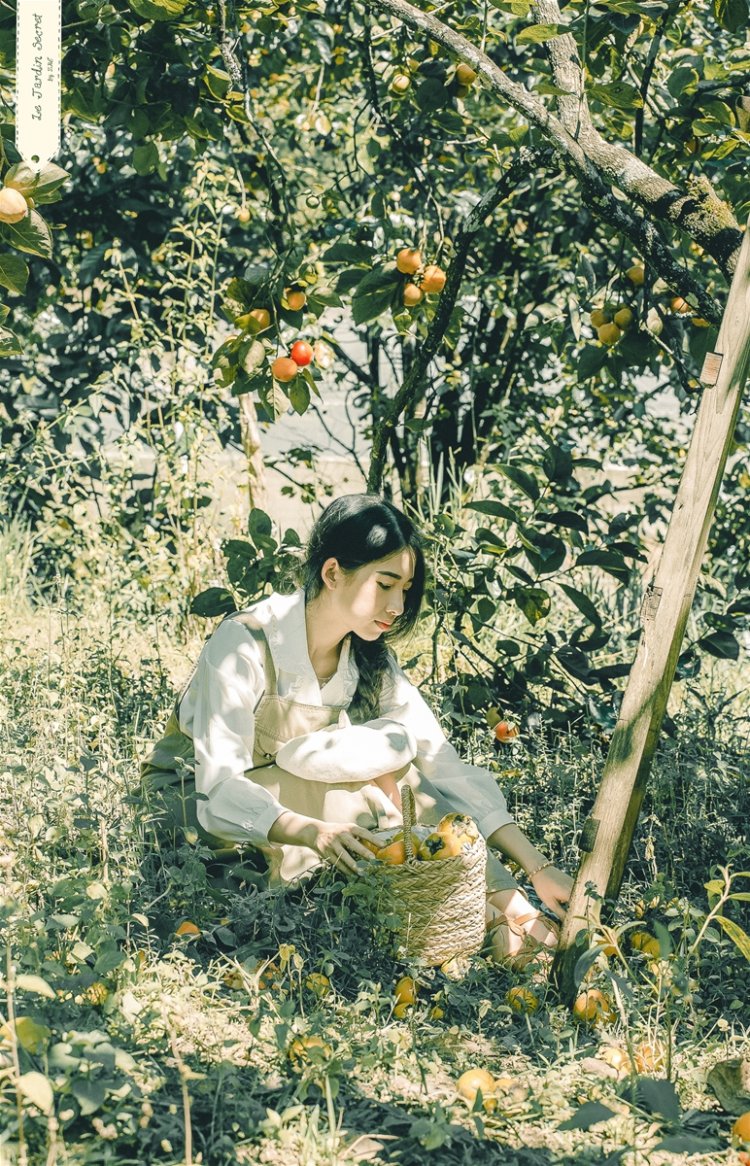 Mùa hồng Đà Lạt cuối năm