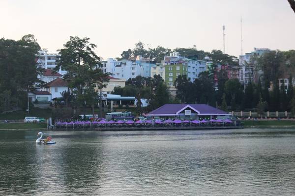 Đà Lạt mùa hè với không khí se lạnh và hoa dã quỳ vàng ươm