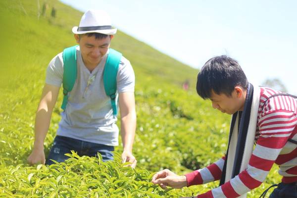 Đồi chè Cầu Đất Đà Lạt mùa hè với ánh sáng đẹp